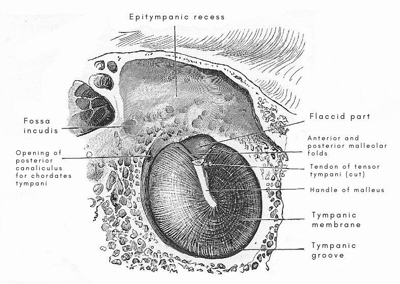 Tympanic membrane and epitympanic recess