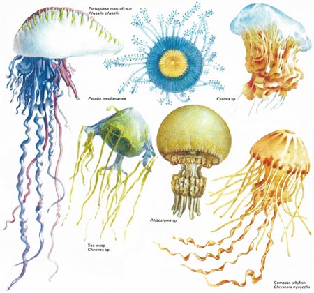 types of jellyfish