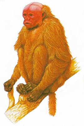 Uakari