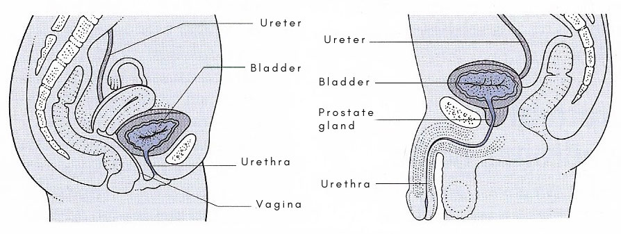 the urethrain the male and female