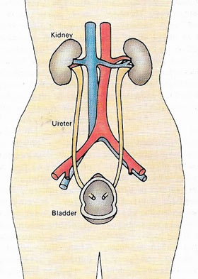 urinary system