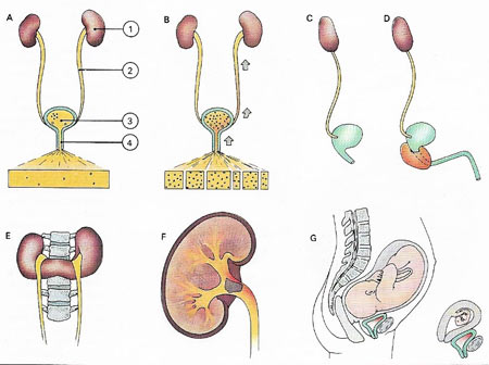 urinary tract