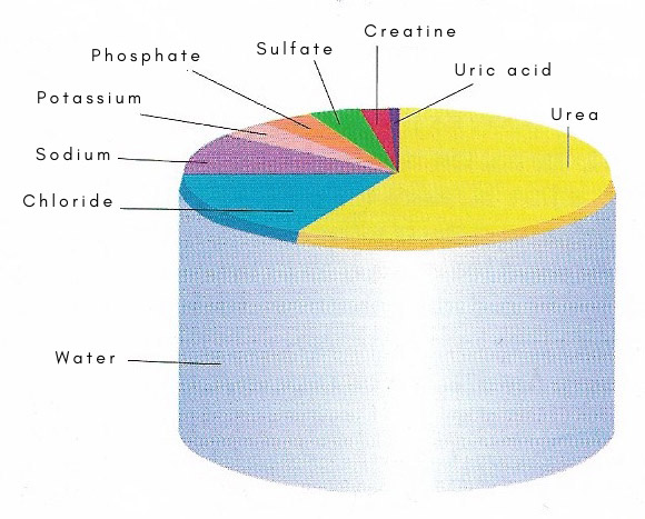 composition of urine