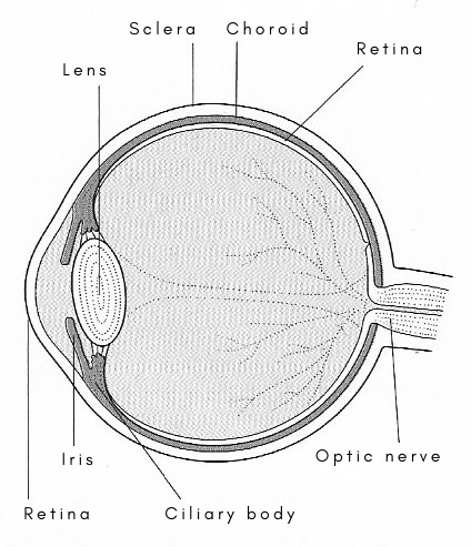 uvea