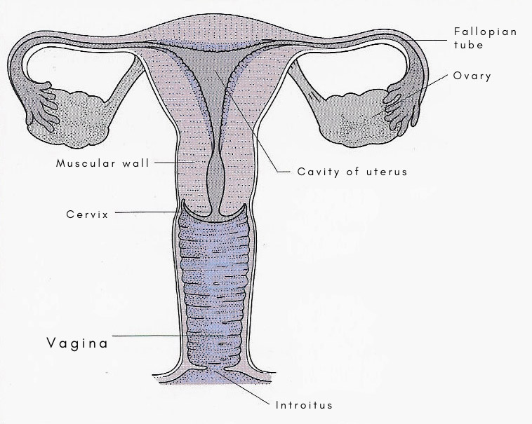 vagina and female reproductive system