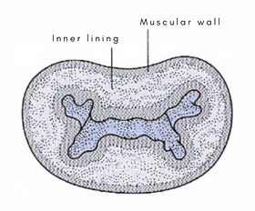 Vagina cross-section