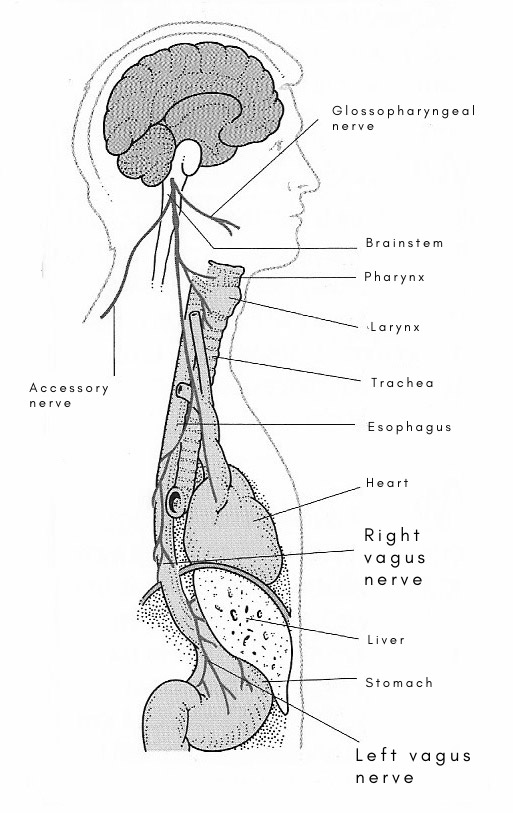 vagus nerve