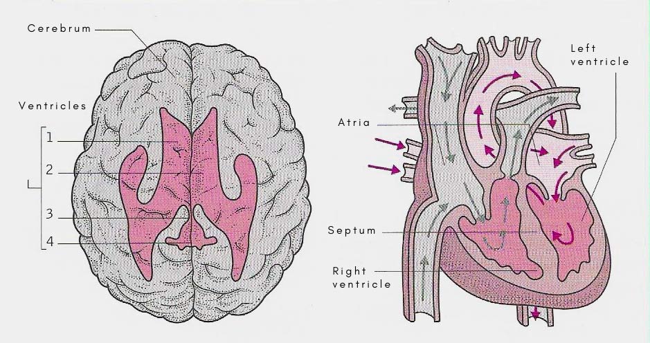 ventricles