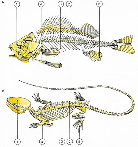 Vertebrate skeletons