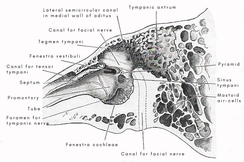 vertical section through left ear