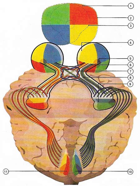 visual field divided into four colors