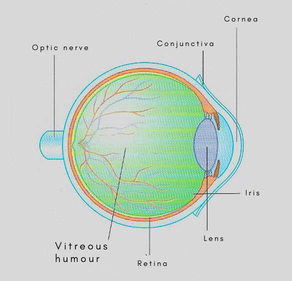 eyeball showing vitreous humor