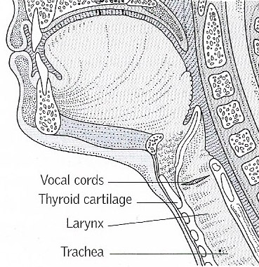 location of vocal chords