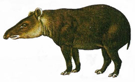 woolly tapir