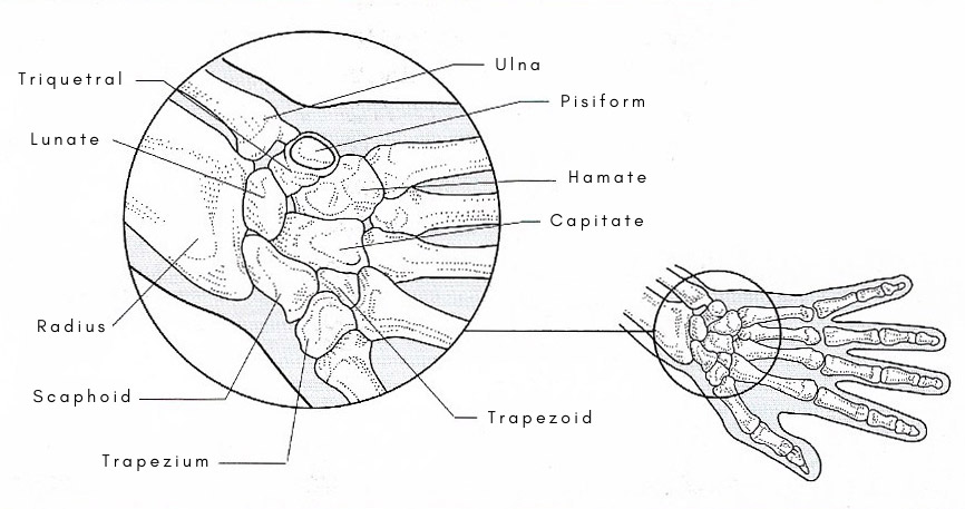 bones of the wrist labeled