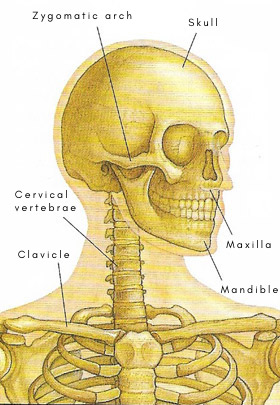 Zygomatic arch in relation to other structures of the head and upper body