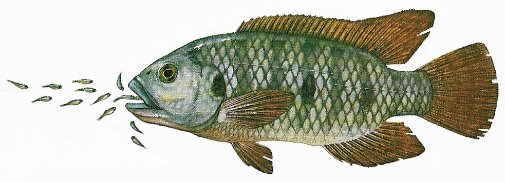 African cichlid fish