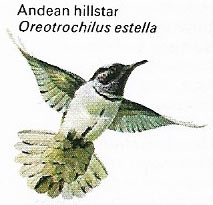 Andean hillstar