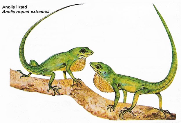 Anolis lizards displaying