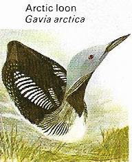 Arctic loon