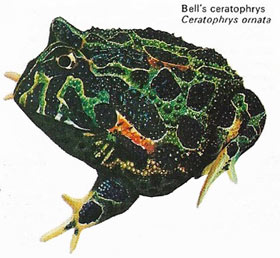 Bell's ceratophrys
