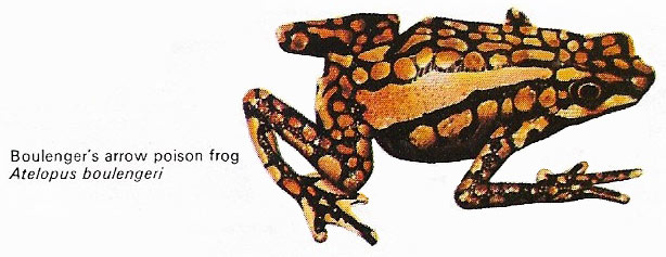 Boulenger's arrow poison frog