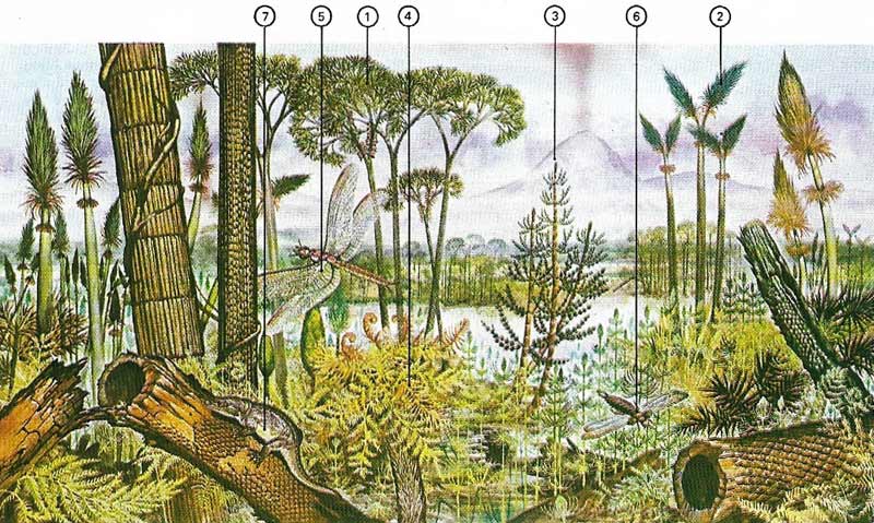 Carboniferous scene