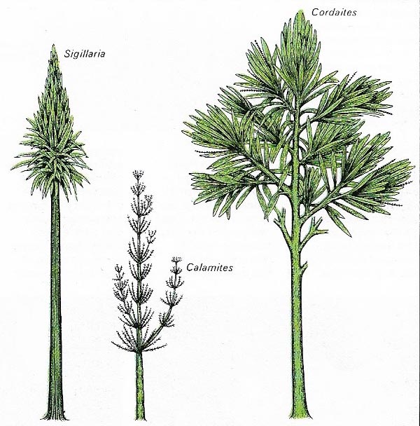 Carboniferous vegetation
