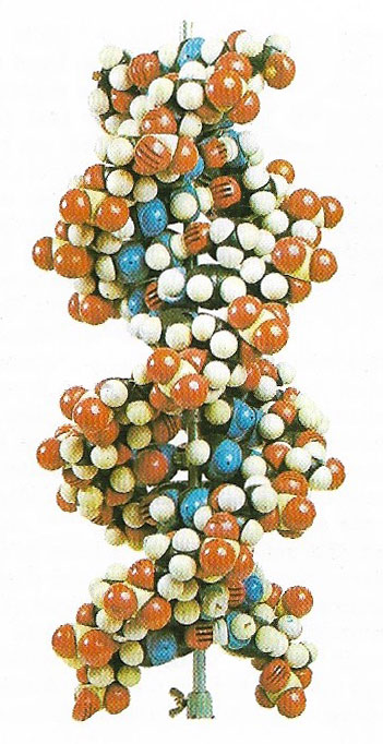 DNA double helix