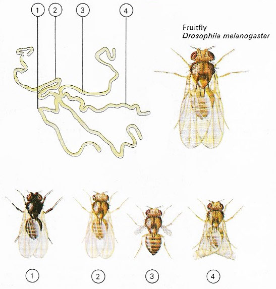 Drosophila melanogaster