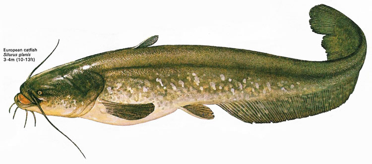 European catfish