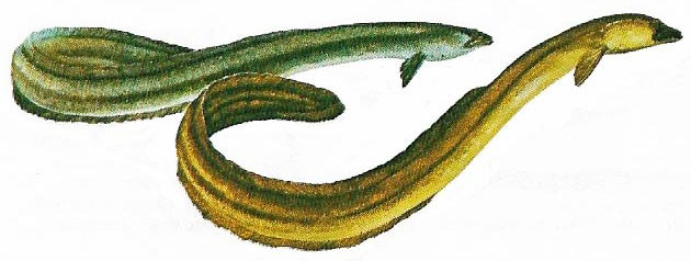 European_eel
