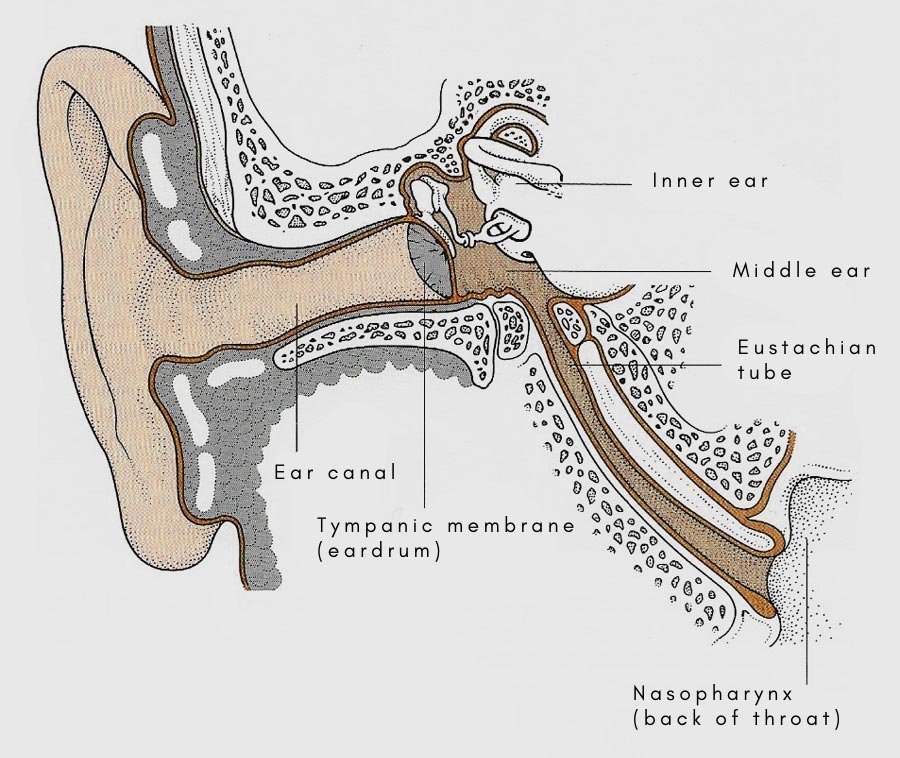The ear showing location of Eustachion tube