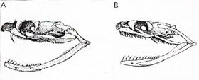 The fangs of the Indian cobra (A) are at the front of its jaws, and well placed for delivering the venom. Back-fanged snakes such as the boiga (B) generally have smaller fangs.