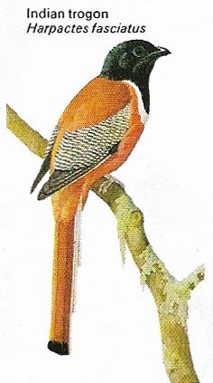 Indian trogon