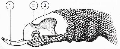 Jacobson's organ.