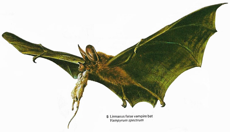 Linnaeus false vampire bat