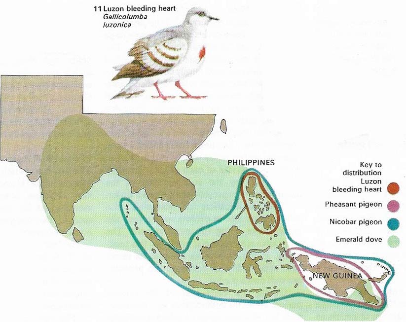 Luzon bleeding heart