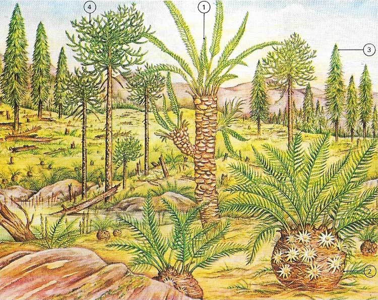 Mesozoic gymnosperms