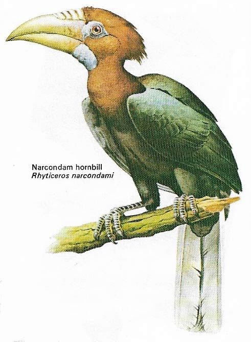 Narcondam hornbill