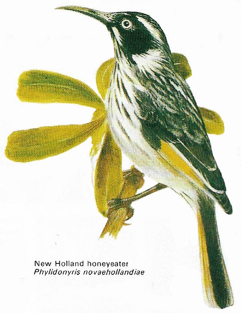 New Holland honeyeater