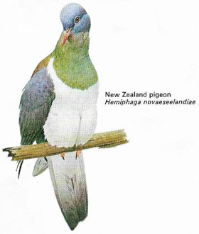 New Zealand pigeon