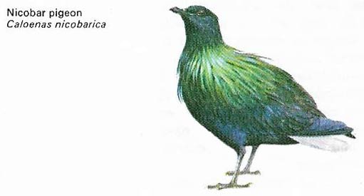 Nicobar pigeon