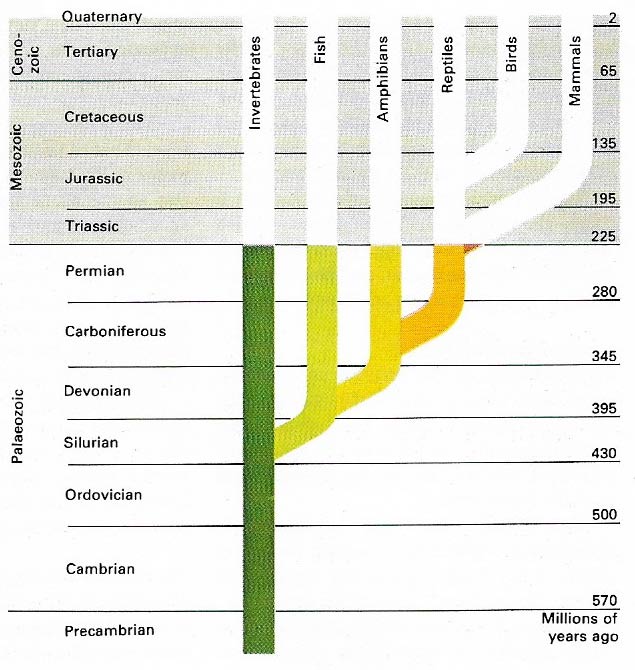 Paleozoic era