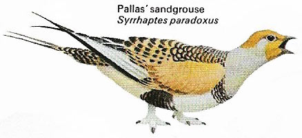 Pallas' sandgrouse