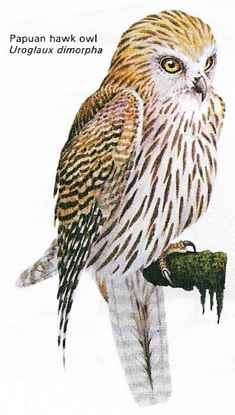 Papuan hawk owl