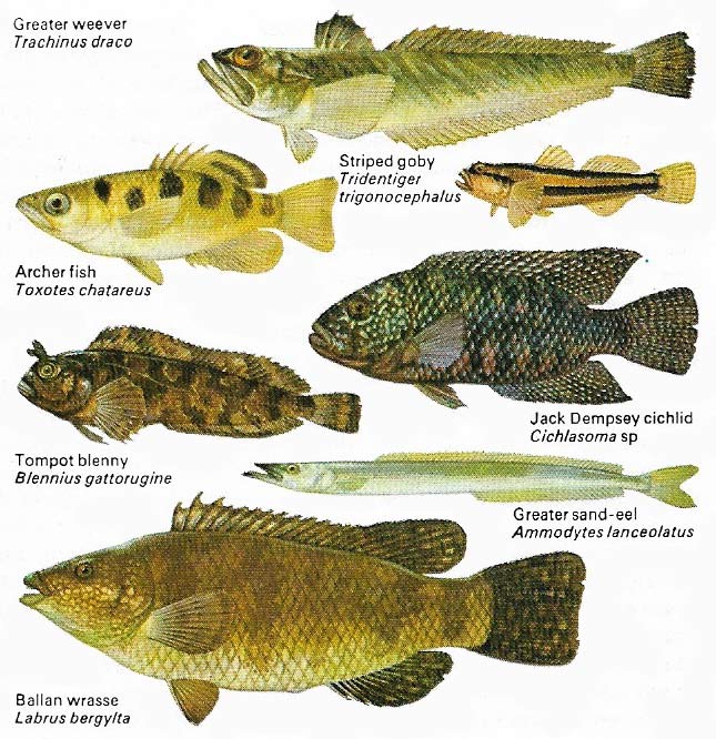 A great variety of species are placed in the order Perciformes – the perch-like fish.