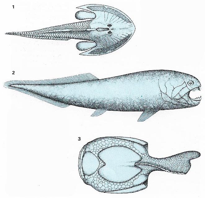 Silurian fish