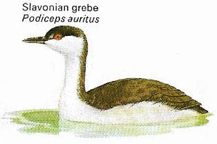 Slavonian grebe