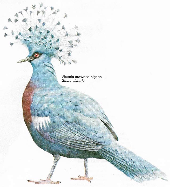 Victoria crowned pigeon